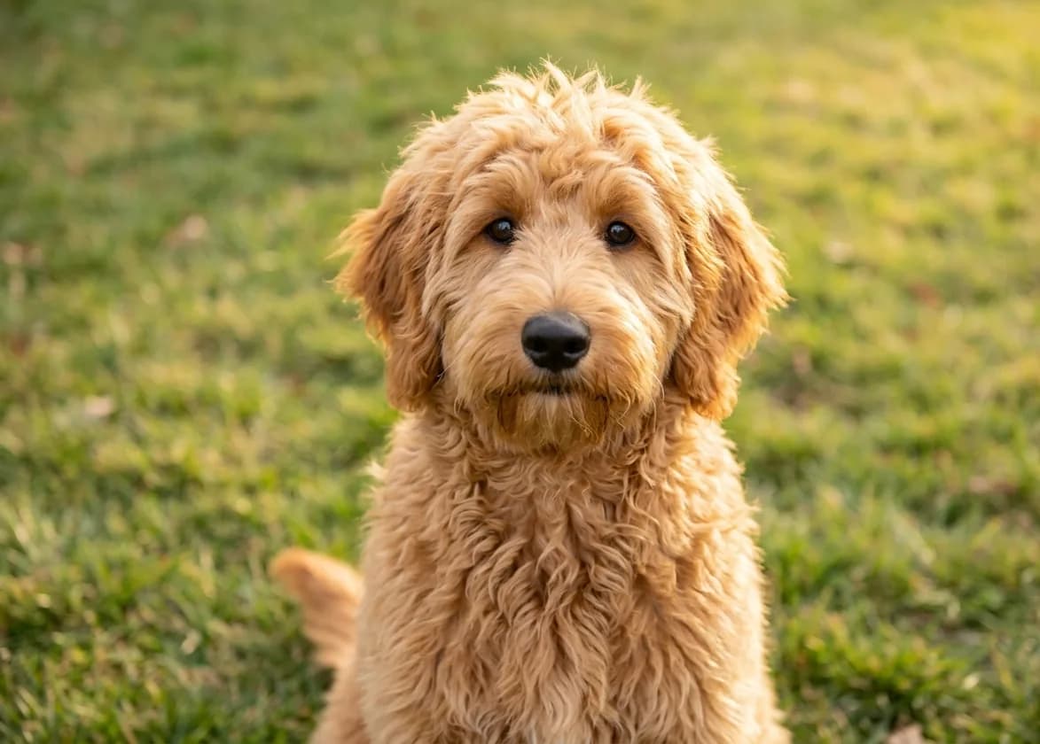Goldendoodle