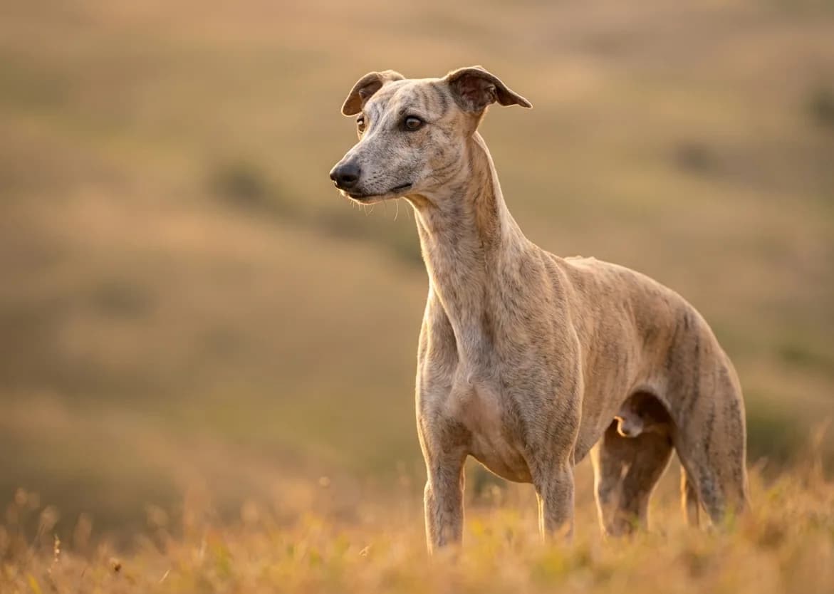 Whippet