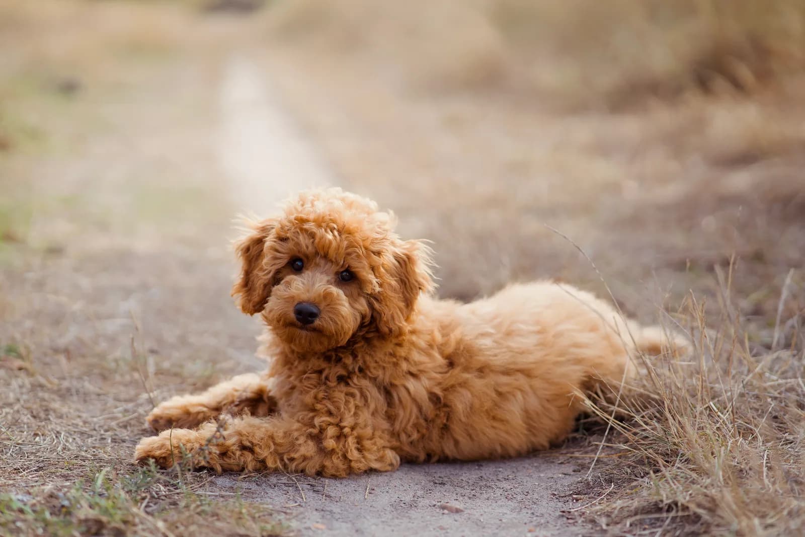 Schnüffelwissen - Hundeblog mit Herz und Wissen