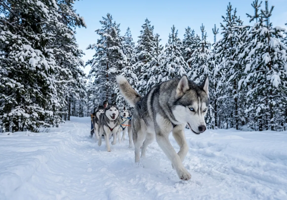 Siberian Husky mit faszinierenden blauen Augen – sein wolfsähnliches Aussehen beeindruckt